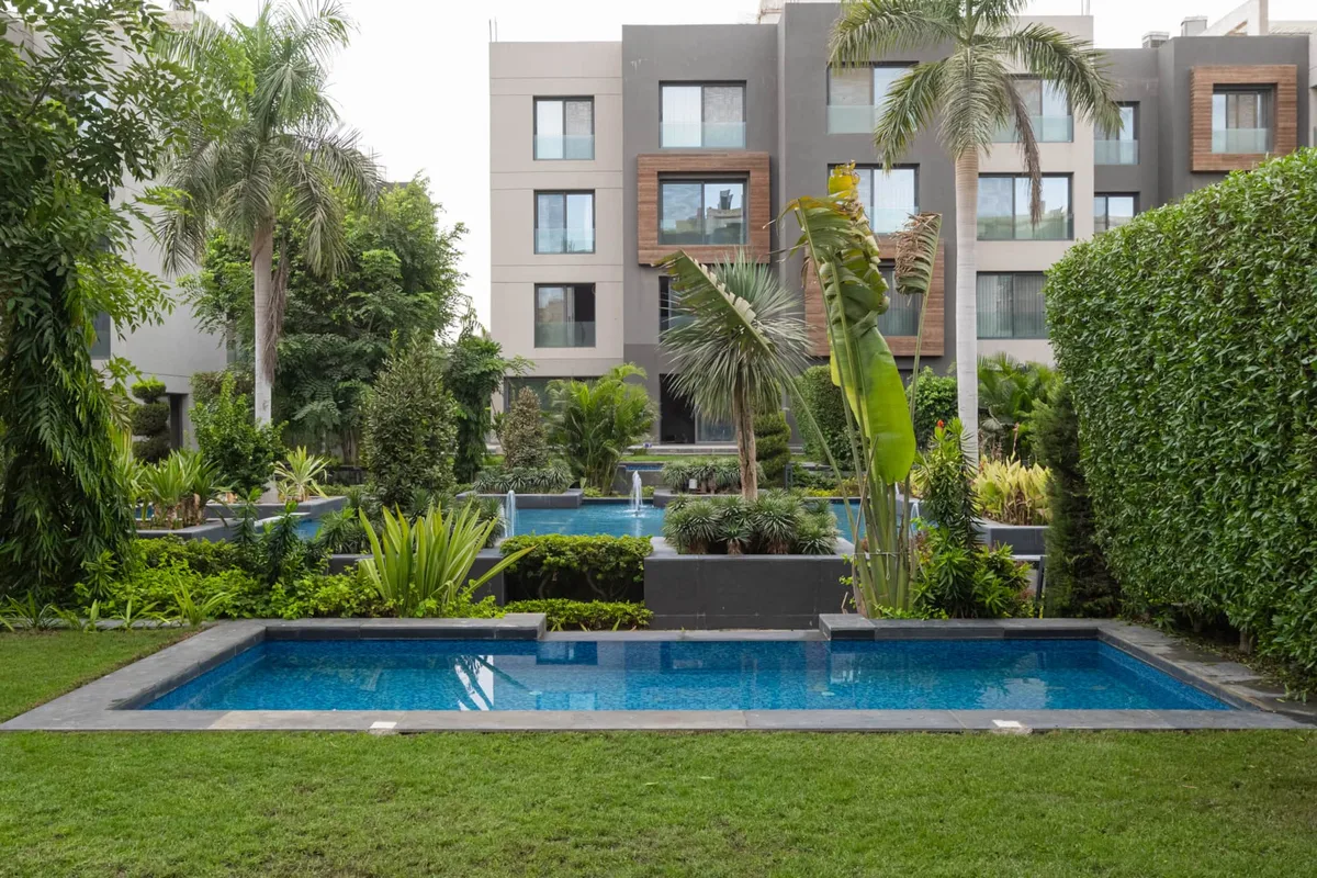 Silver Palm
